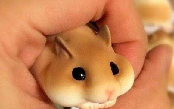 沙皮狗馴養攻略及性格特點