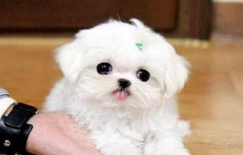 馬爾濟斯犬價格