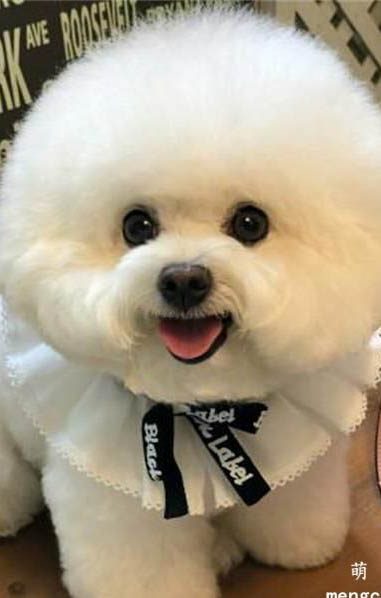 比熊犬淚痕的產生原因及處理方法?