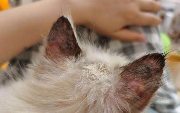 貓咪能吃板栗仁嗎？