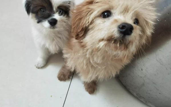 如何給自己狗狗美容修型