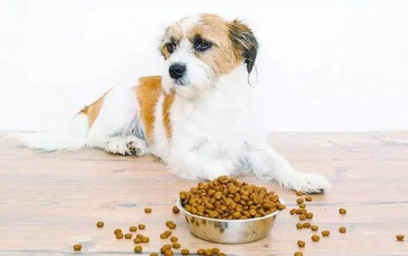 狗狗擠肛門腺怎么擠