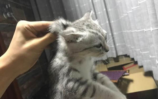 打完貓后貓發(fā)出恐怖的叫聲