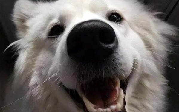 為什么狗狗突然不吃蘋果啊