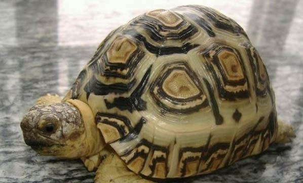 豹龜幼時感冒要多久才能痊愈