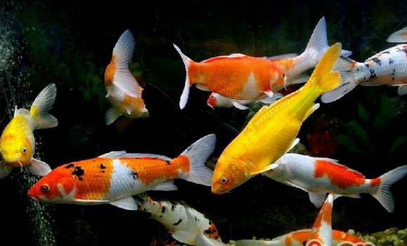 錦鯉與孔雀魚能混養嗎