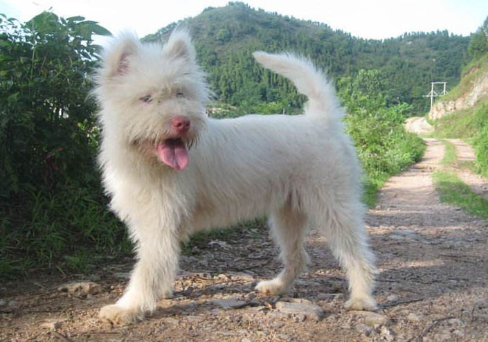 下司犬長毛還是短毛兇