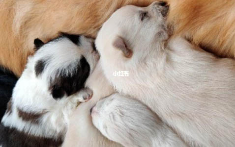 狗狗六大非反射行為與訓練