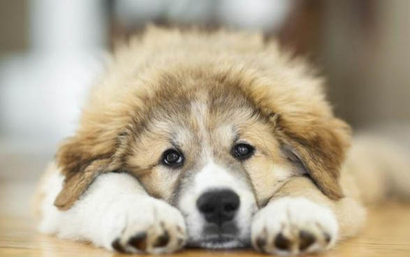 白色的小狗有哪些品種小型犬
