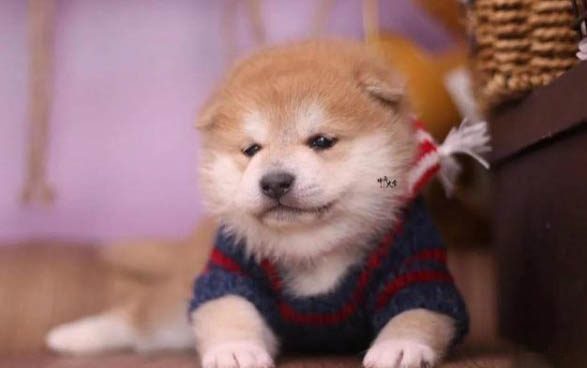 日本柴犬真菌感染的原因及處理方法