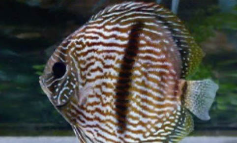 紅眼鉆石神仙魚好養嗎