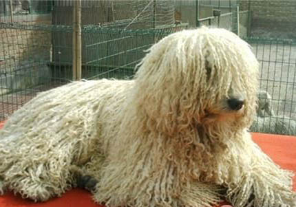 可蒙犬細小病毒引起的原因及處理方法