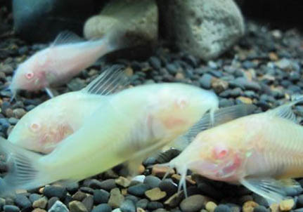 如何分辨鼠魚雌雄