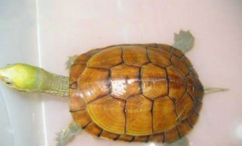 推薦五種適合新手飼養的水龜品種