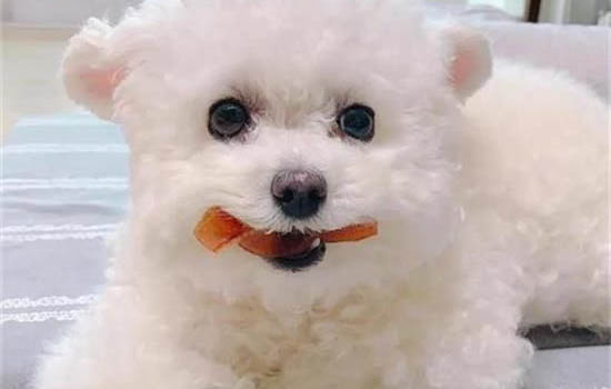 狗生產前最明顯的特征有哪些