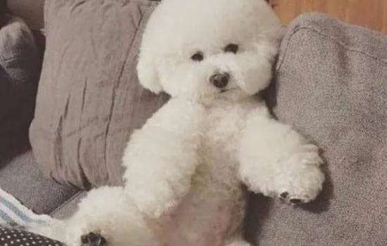 比熊的壽命是多少年