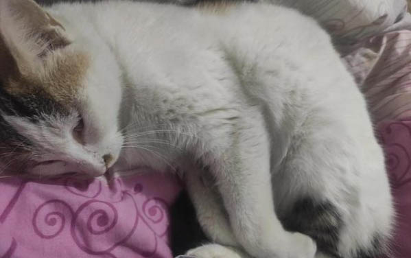 貓咪多久斷奶可以送人