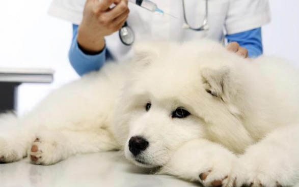 狗狗腎臟不好的癥狀
