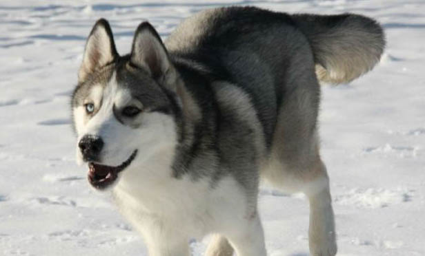 訓練哈士奇幼犬大小便