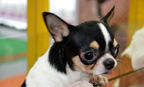 吉娃娃和鹿犬哪個好