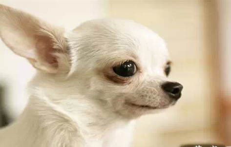 吉娃娃打疫苗后注意事項(xiàng)