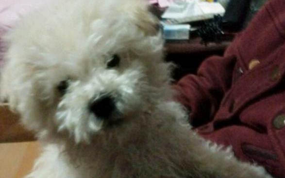 社保貴賓貴賓多久梳一次毛