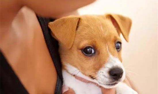 狗狗得腫瘤能活多久？