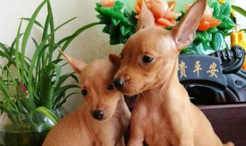小鹿犬毛發(fā)上有白色皮屑一樣的東西
