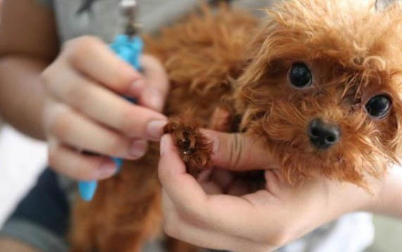 泰迪小狗能自己生嗎？