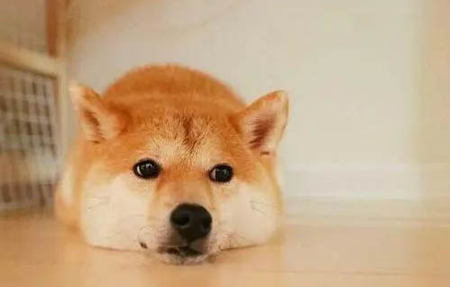 柴犬和中華田園犬有什么區(qū)別嗎