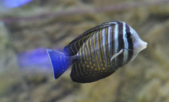 觀賞魚(yú)用藥小常識(shí)