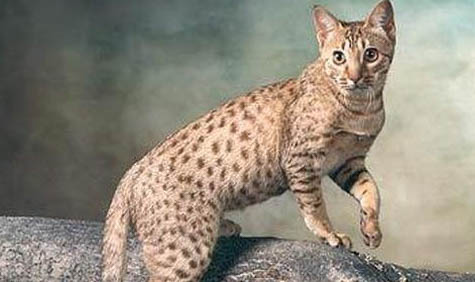 埃及貓壽命多久