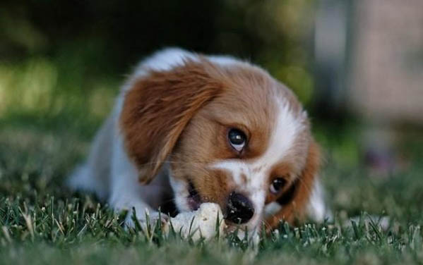 犬瘟抽搐還能活多久