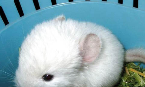 挑選純白龍貓的注意事項(xiàng)