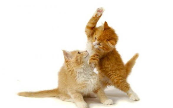 小貓脫毛原因及處理方法