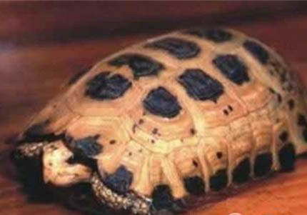 豹紋陸龜多少錢