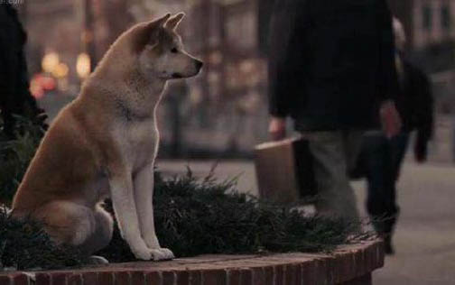 日本秋田犬產后十天可以洗澡嗎