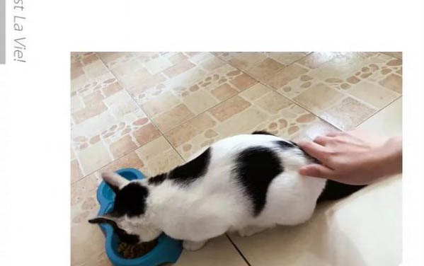 貓能吃南瓜嗎