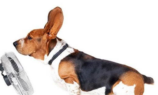 如何判斷狗狗是否得了犬瘟?
