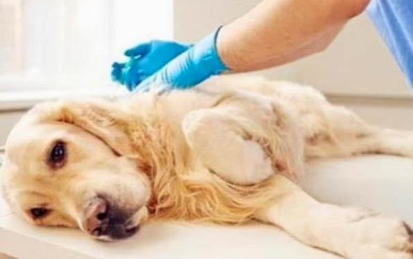 有哪些狗狗作為導盲犬?