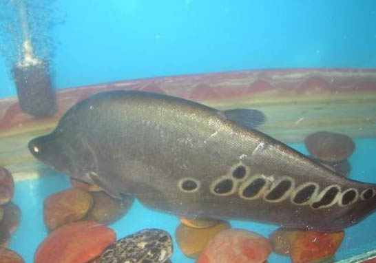紅鼻子剪刀魚(yú)飼養(yǎng)方法