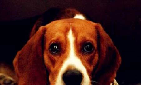 比格犬相當于人幾歲的智商?