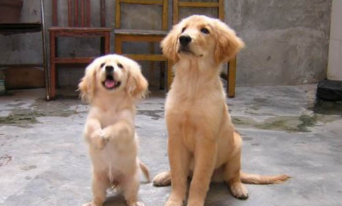 金毛犬咬拖鞋的原因及處理方法