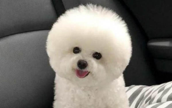 新手可以養比熊嗎