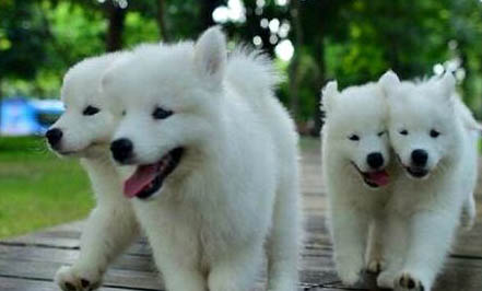 銀狐犬和博美哪個貴