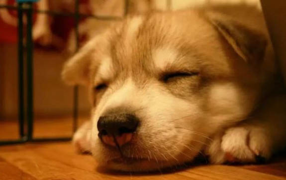 法牛犬好養嗎怎么訓練