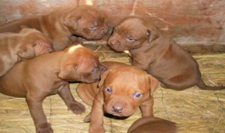 惠比特犬訓練方法