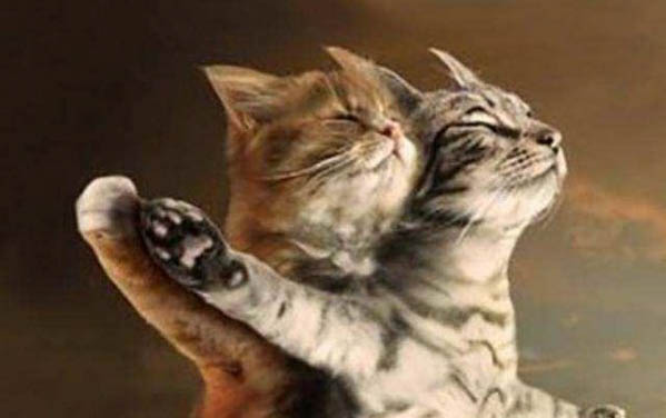 如何正確的懲罰小貓