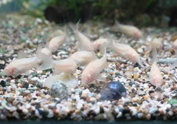 蘭壽金魚需要多大的魚缸