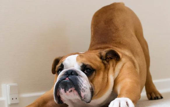 法國斗牛犬老喝水的原因及處理方法